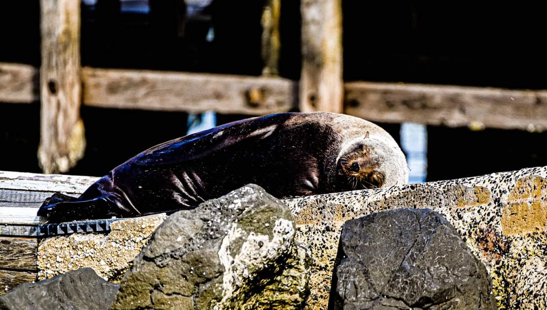 St Leonards Boat Ramp and Undesirable Behaviour Main Image