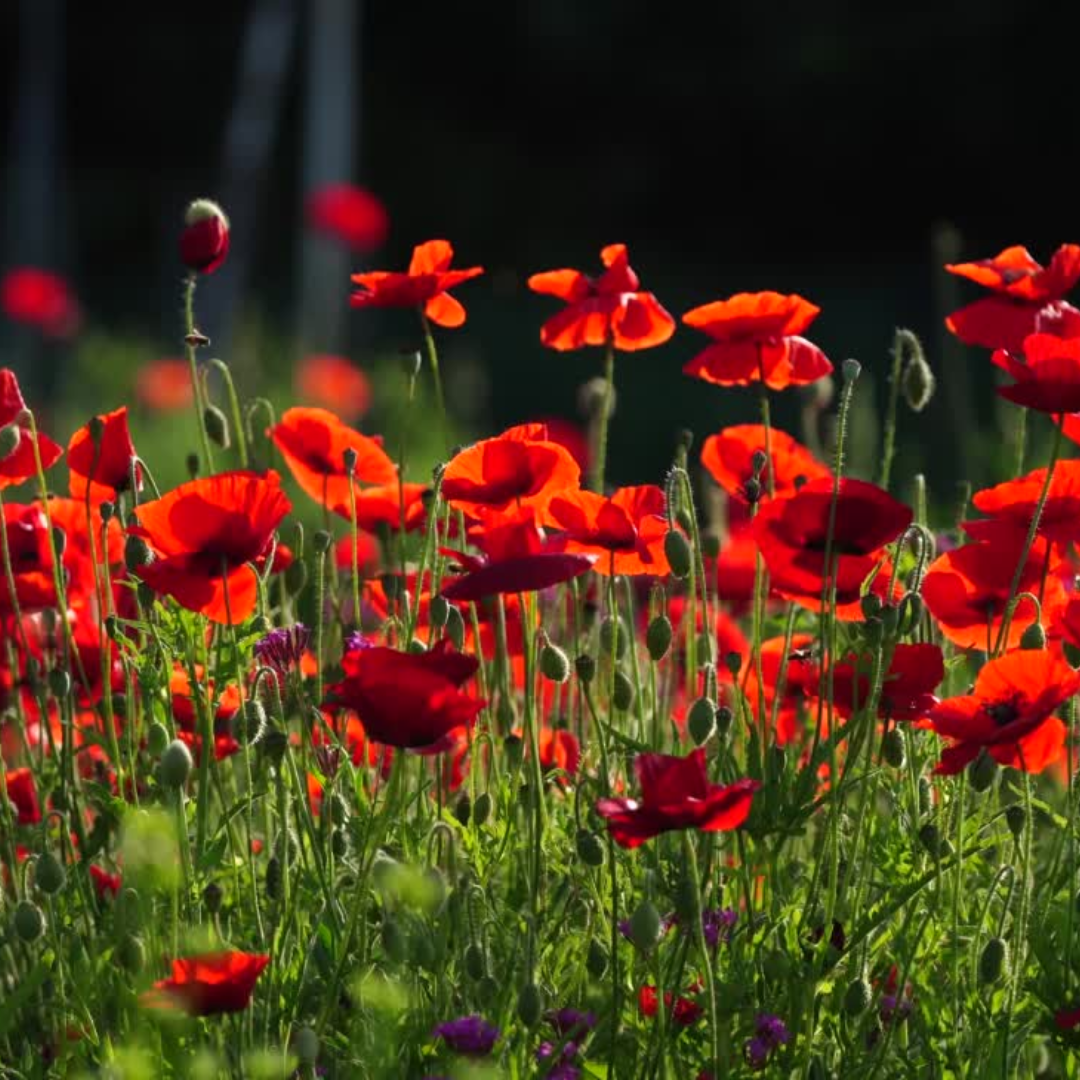 ANZAC Day Services 2026 Main Image